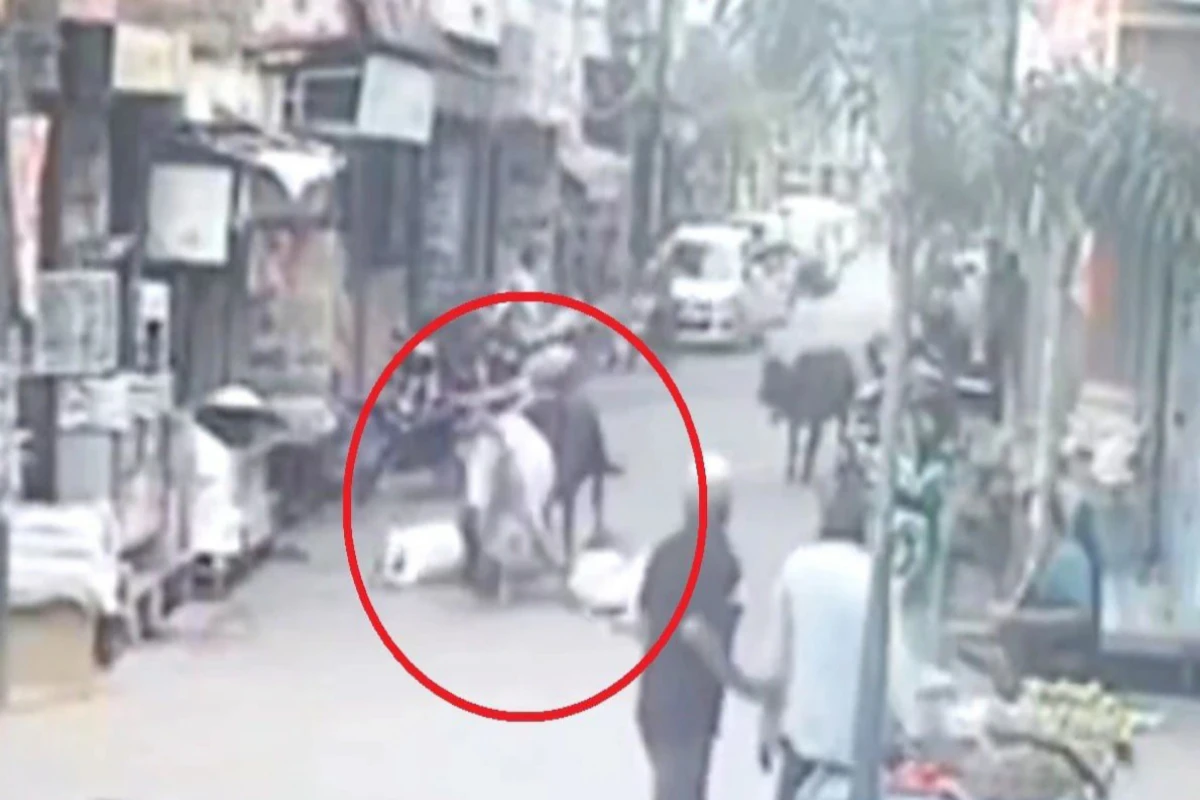 दो साँड़ की लड़ाई के दौरान एक शख्श की गई जान दूसरा गंभीर घायल देखिए CCTV फुटेज