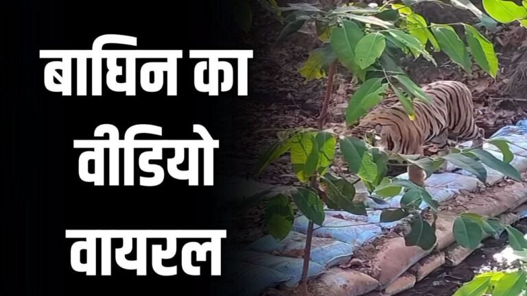 उमरिया न्यूज़: उमरिया जिले में बोरी बंधान का निरीक्षण करती नजर आई बाघिन देखिए वीडियो
