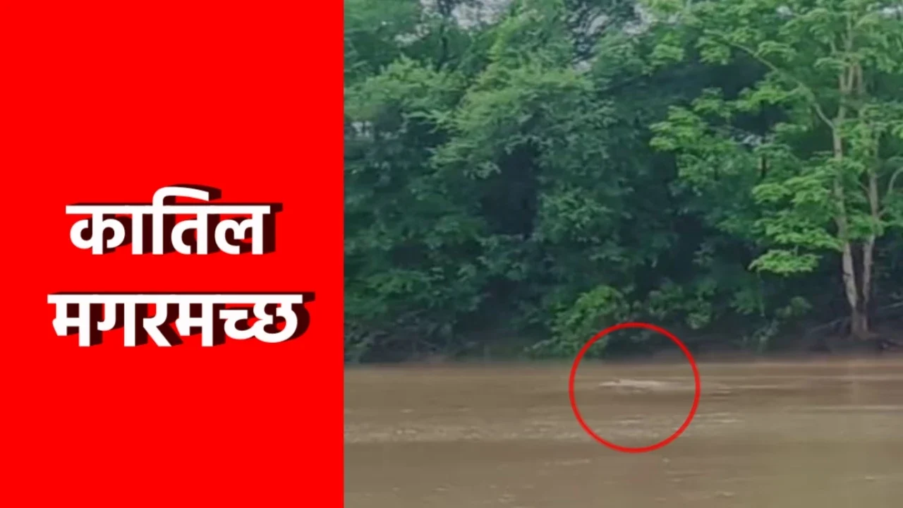 MP News: नदी में गई महिला को मगरमच्छ ने दबोचा, दमोह में दहशत का माहौल