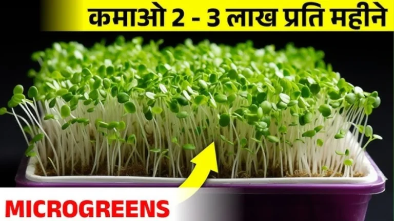 Microgreen Farming: घर की छत से हर महीने कमाएं ₹20,000 तक