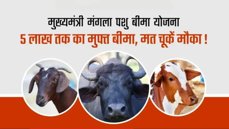 Mangala Pashu Bima Yojana: 1 सितंबर से फिर शुरू होगा मंगला पशु बीमा योजना का रजिस्ट्रेशन जानिए पात्रता, लाभ और आवेदन प्रक्रिया