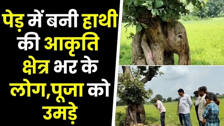 MP News: छतरपुर में 101 साल पुराने पेड़ पर उभरी गणेश जी की आकृति हजारों भक्तों की उमड़ी भीड़